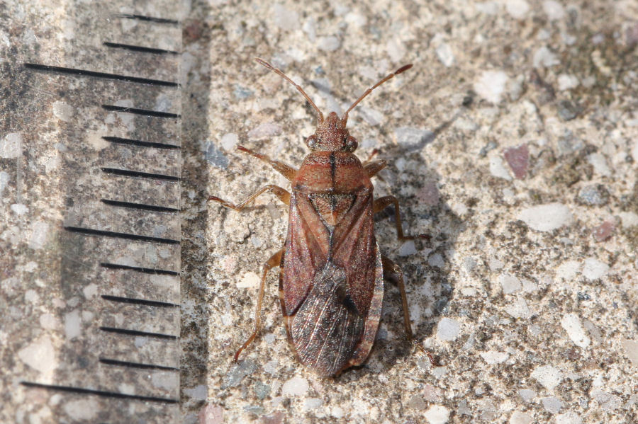 Lygaeidae: Orsillus depressus