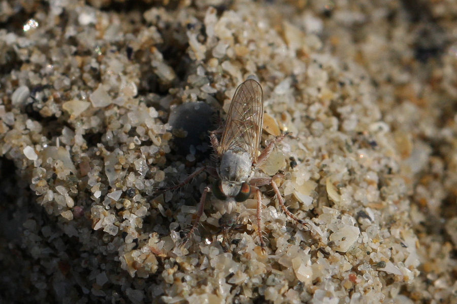 Piccolo Asilidae Stichopogon sp.