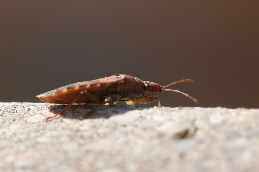 Lygaeidae: Orsillus depressus