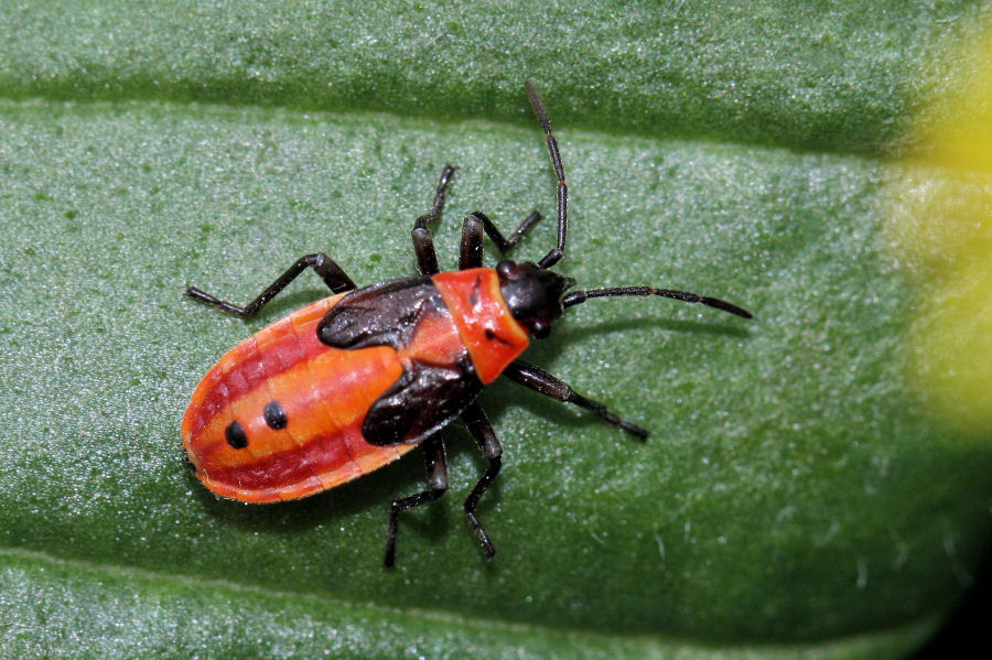 Lygaeidae: Lygaeus creticus dell''Emilia