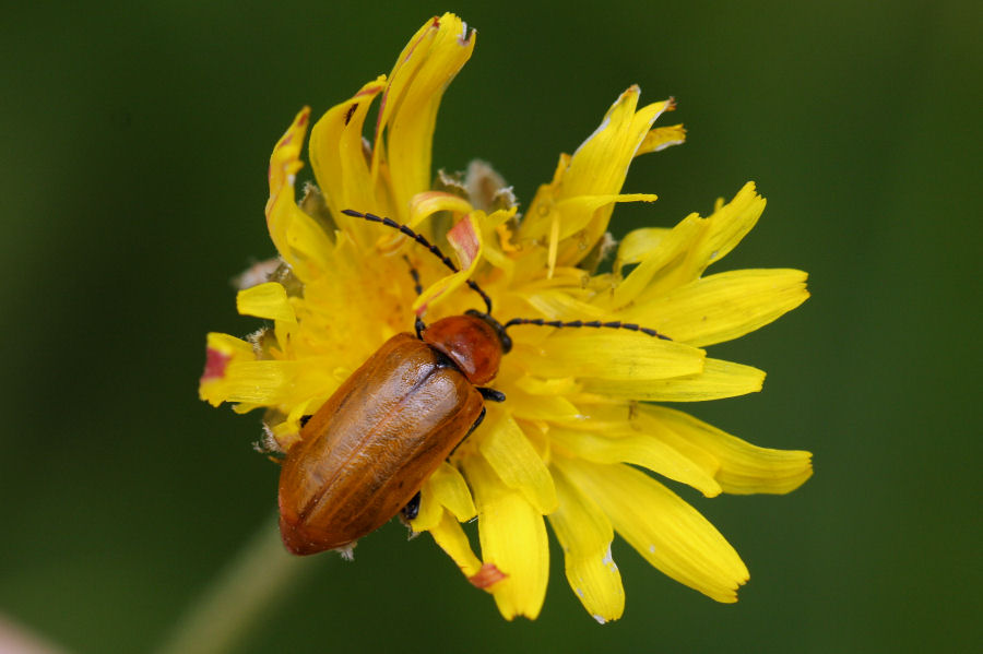 Exosoma lusitanicum, Chrysomelidae