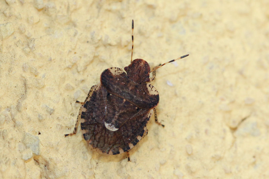 Pentatomidae: Dyroderes umbraculatus