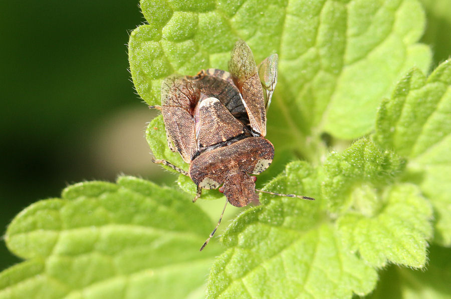 Pentatomidae: Dyroderes umbraculatus