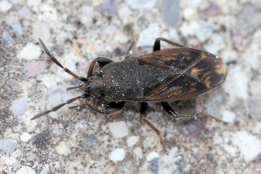 Lygaeidae: Megalonotus chiragra