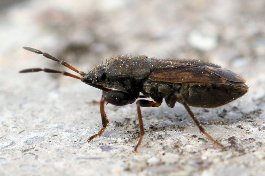 Lygaeidae: Megalonotus chiragra