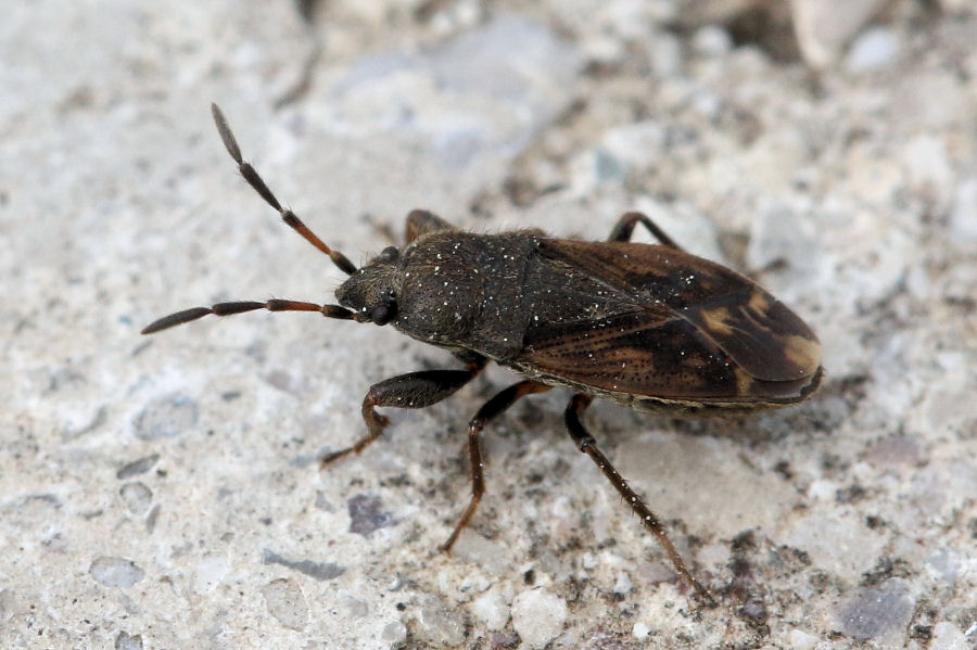 Lygaeidae: Megalonotus chiragra