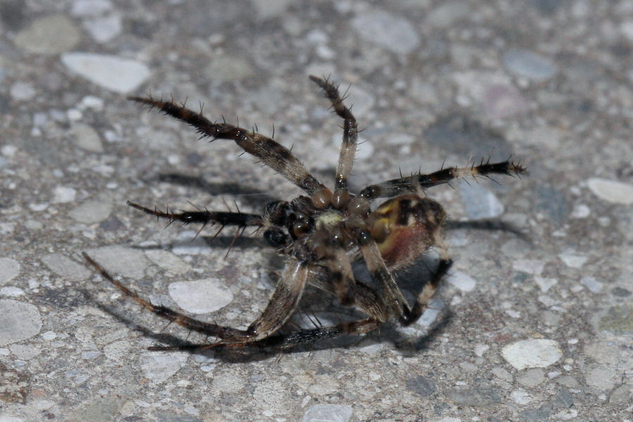 Neoscona subfusca - Castel Maggiore (BO)