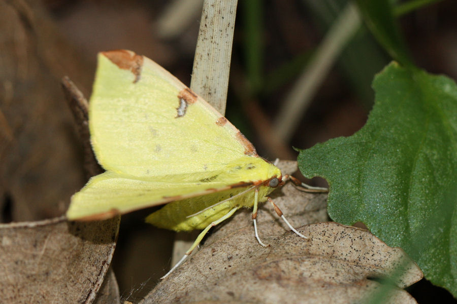 Geometridae: Opisthograptis luteolata