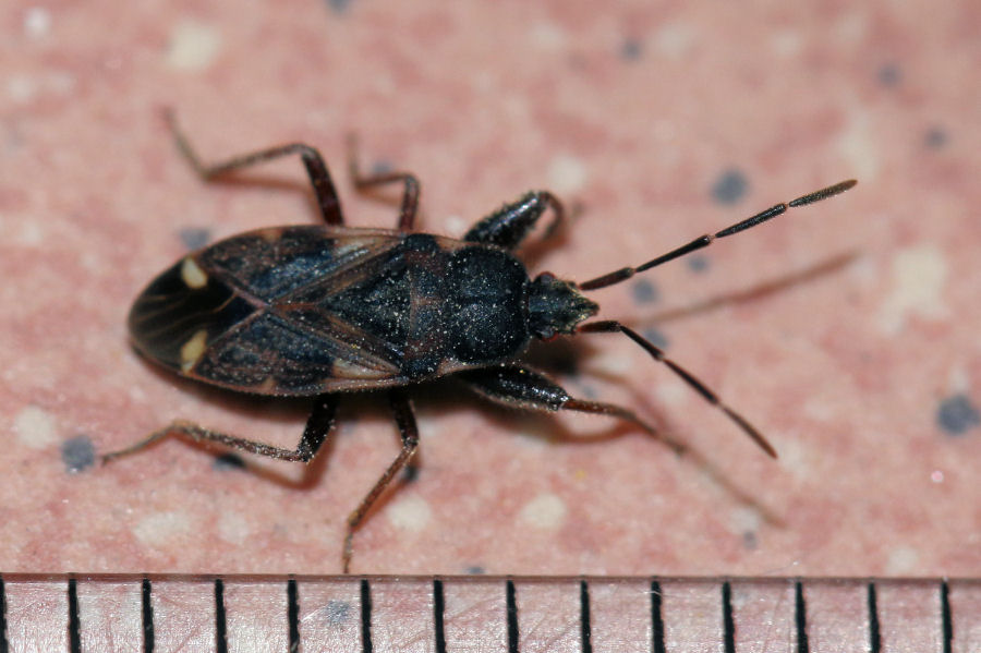 Lygaeidae: Eremocoris podagricus  dell''Emilia