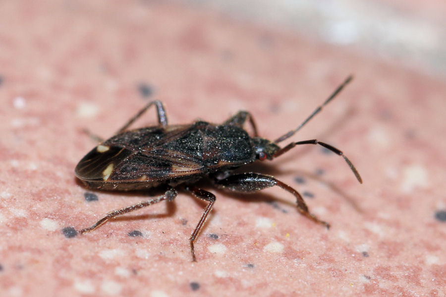 Lygaeidae: Eremocoris podagricus  dell''Emilia