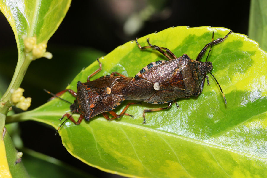 Pinthaeus sanguinipes e la forza dei feromoni