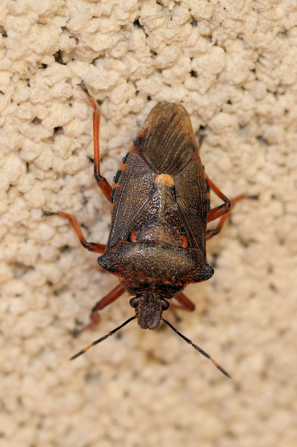 Pinthaeus sanguinipes e la forza dei feromoni