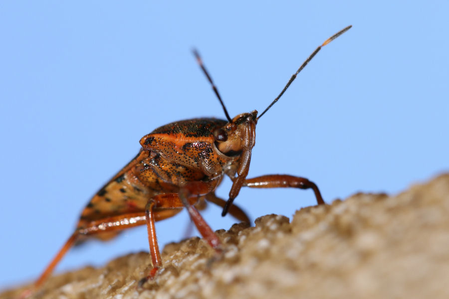 Pinthaeus sanguinipes e la forza dei feromoni