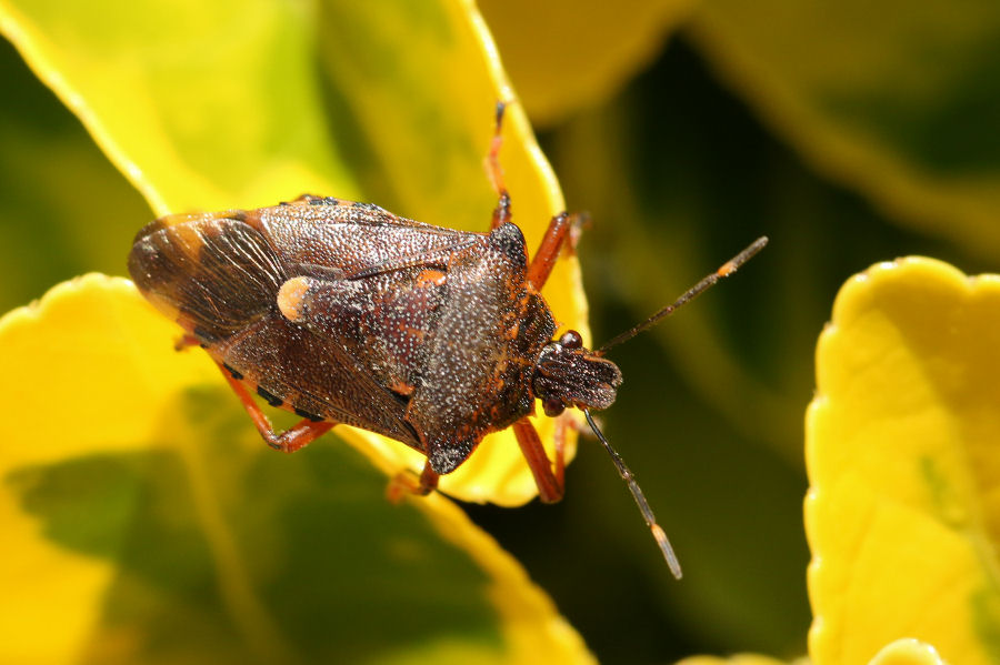 Pinthaeus sanguinipes e la forza dei feromoni