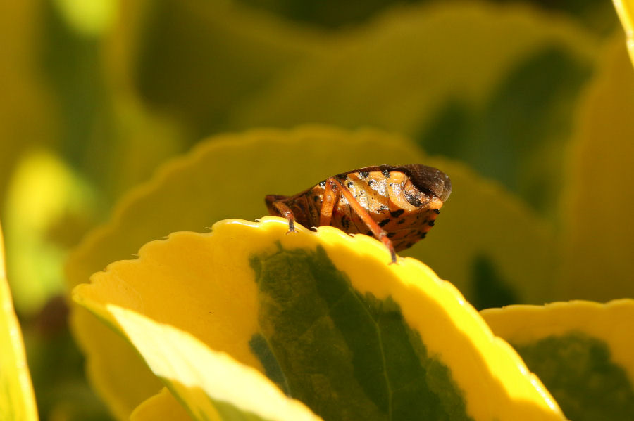 Pinthaeus sanguinipes e la forza dei feromoni