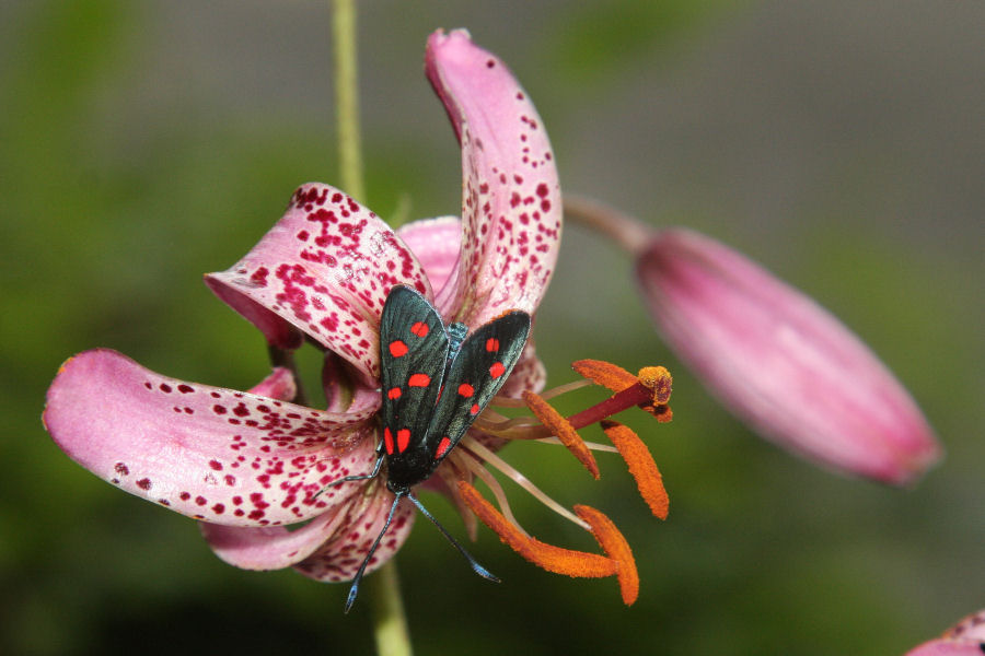 Zygaena (Zygaena) transalpina