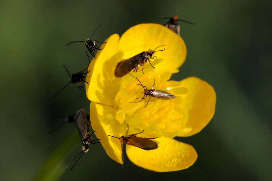 Micropterix calthella: Micropterigidae