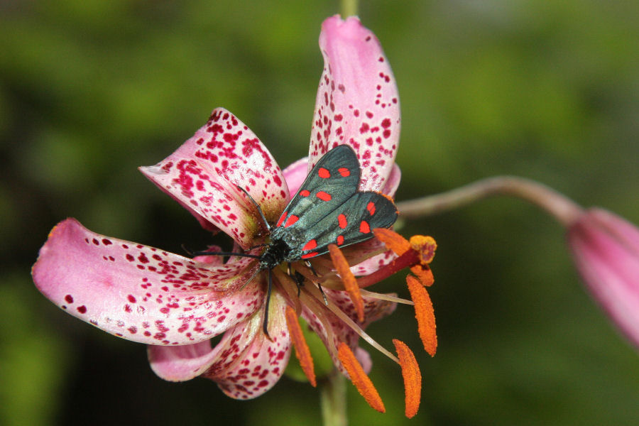 Zygaena (Zygaena) transalpina