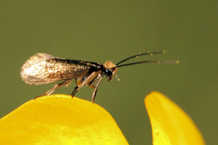 Micropterix calthella: Micropterigidae