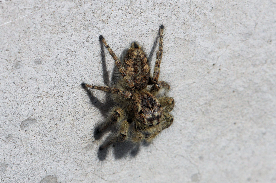 Philaeus chrysops - Castel Maggiore (BO)