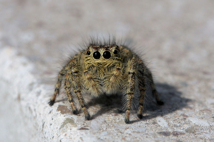 Philaeus chrysops - Castel Maggiore (BO)