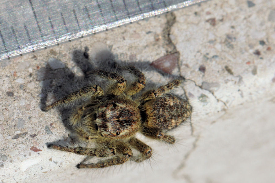 Philaeus chrysops - Castel Maggiore (BO)