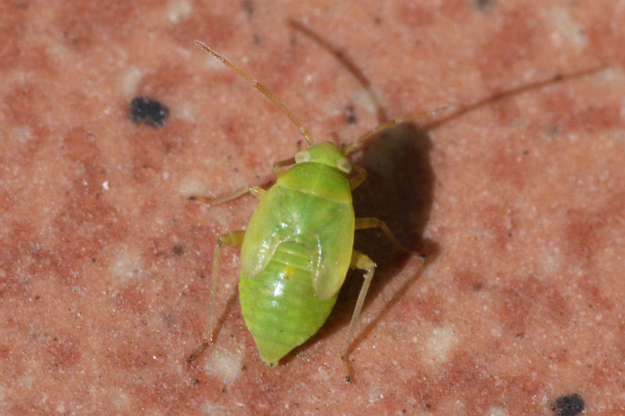 Ninfa di Pinalitus cervinus (Miridae)