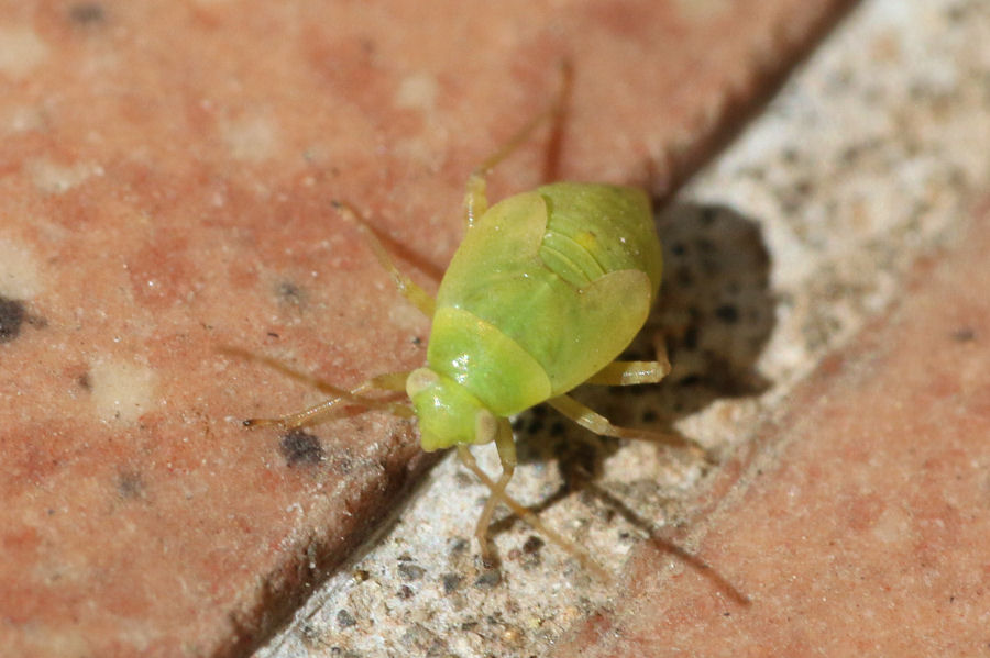 Ninfa di Pinalitus cervinus (Miridae)