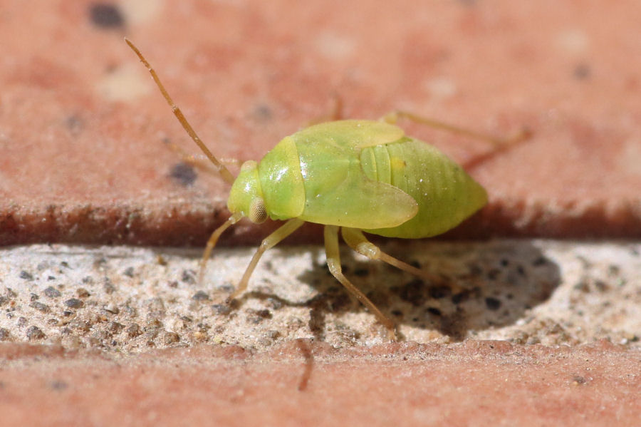 Ninfa di Pinalitus cervinus (Miridae)