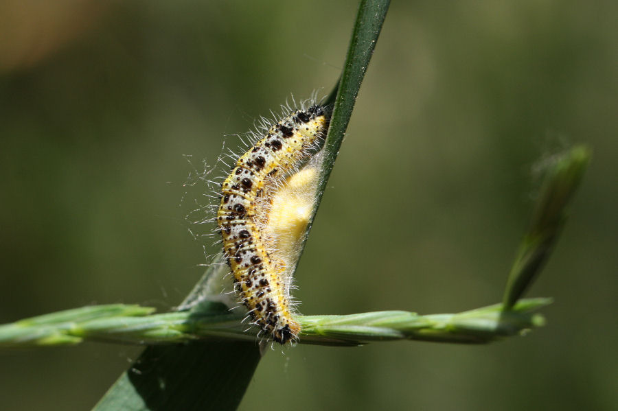 Bozzoli di Braconidae e sfarfallamento