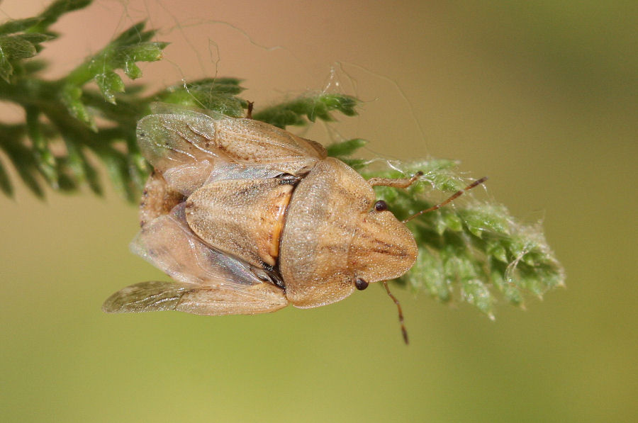 Pentatomidae: Sciocoris sulcatus dell''Emilia (BO)