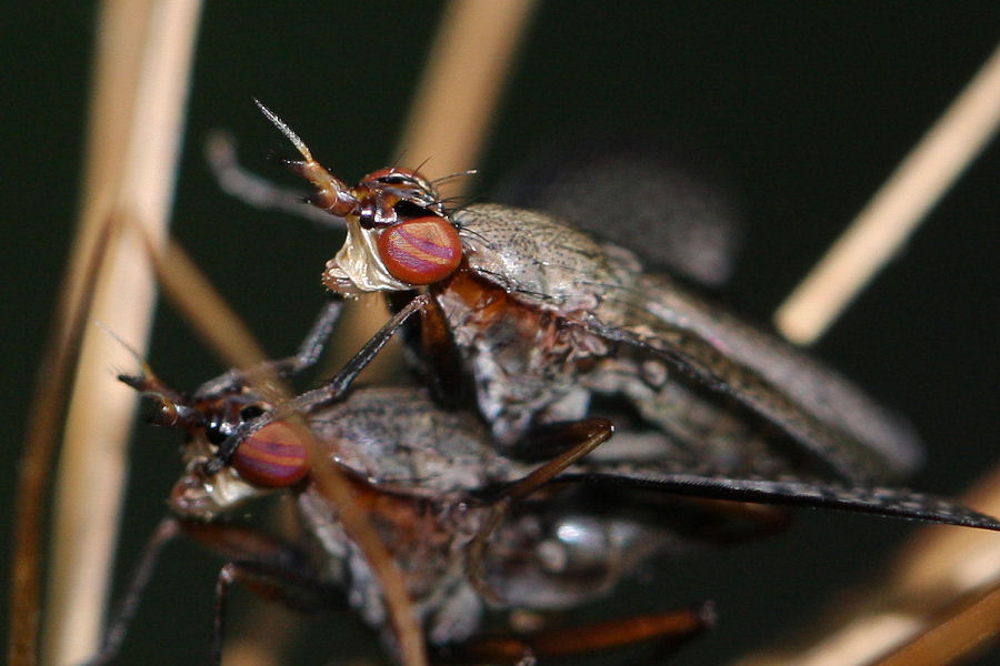 Sciomyzidae: Coremacera marginata ?