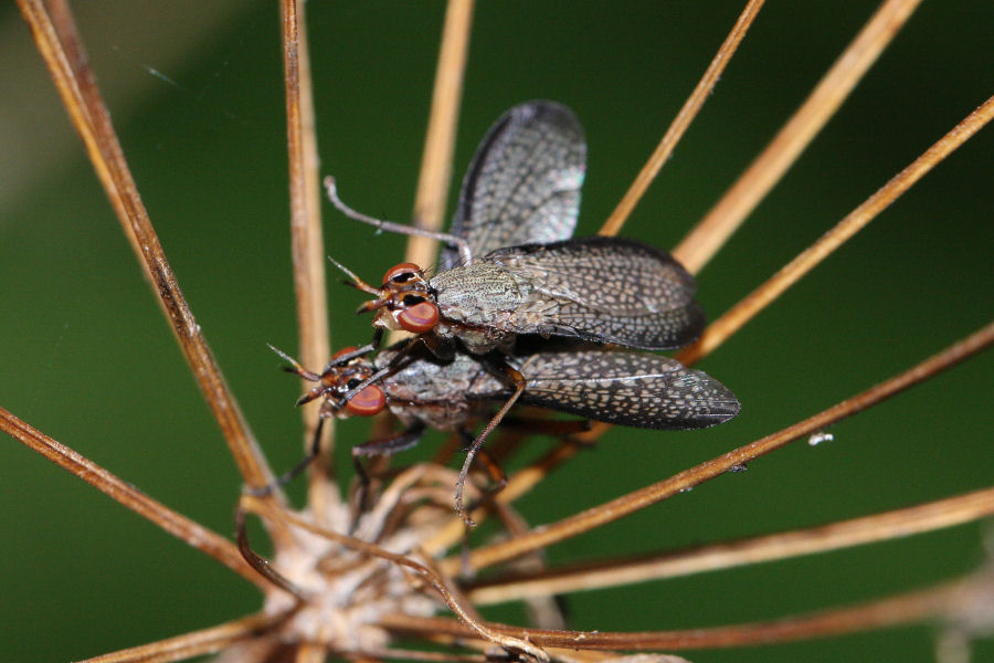 Sciomyzidae: Coremacera marginata ?