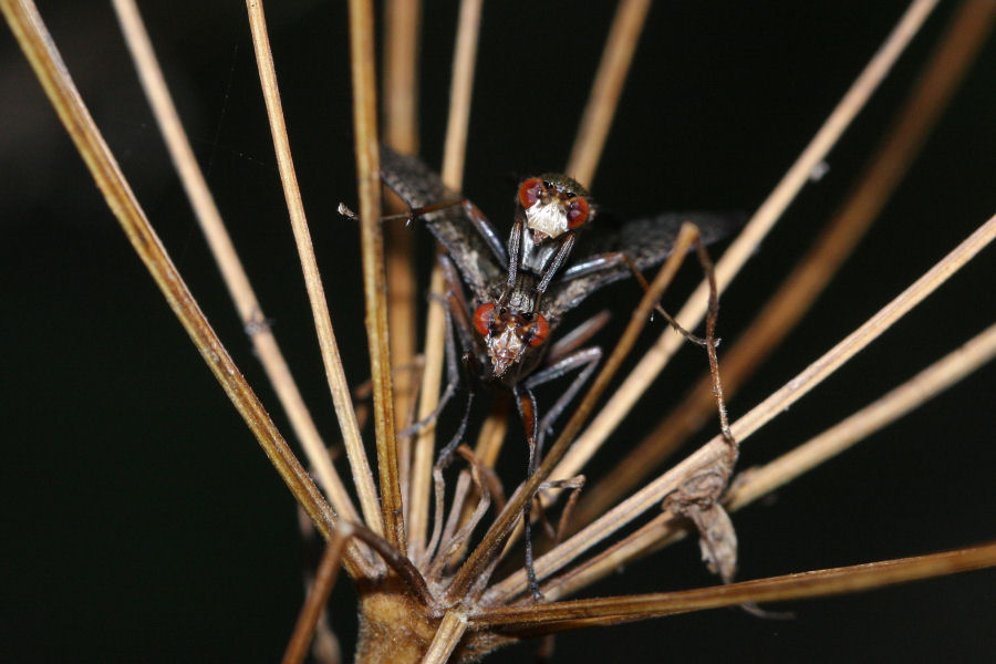 Sciomyzidae: Coremacera marginata ?