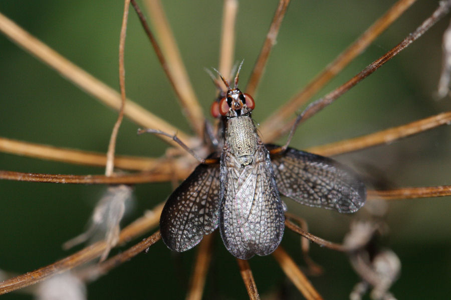 Sciomyzidae: Coremacera marginata ?