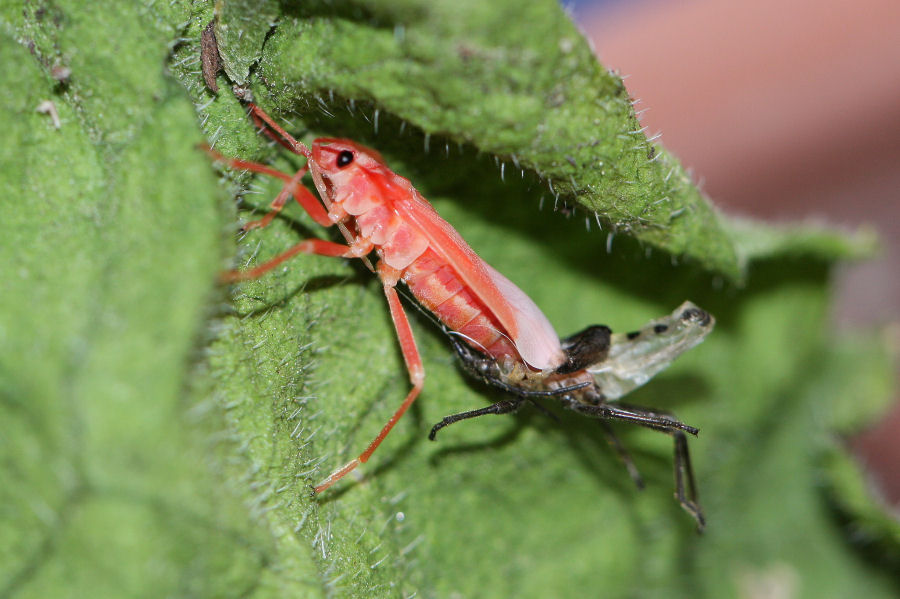 Lygaeidae: Lygaeus creticus dell''Emilia