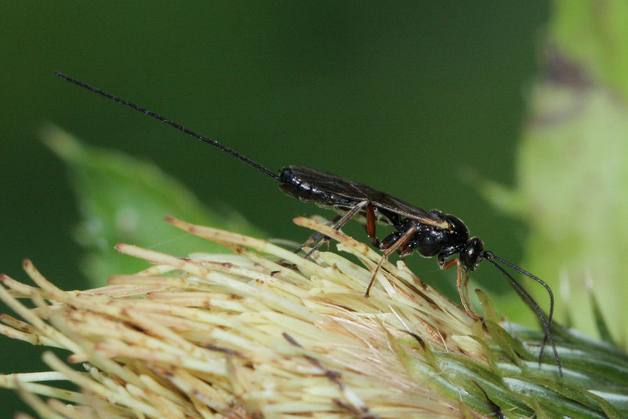 Ichneumonidae in deposizione su cardo