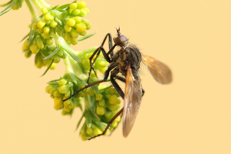 Maschio di Empis tessellata