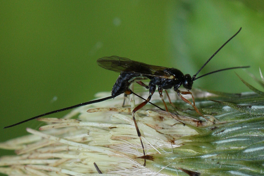 Ichneumonidae in deposizione su cardo