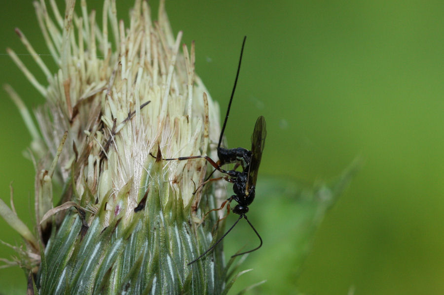 Ichneumonidae in deposizione su cardo