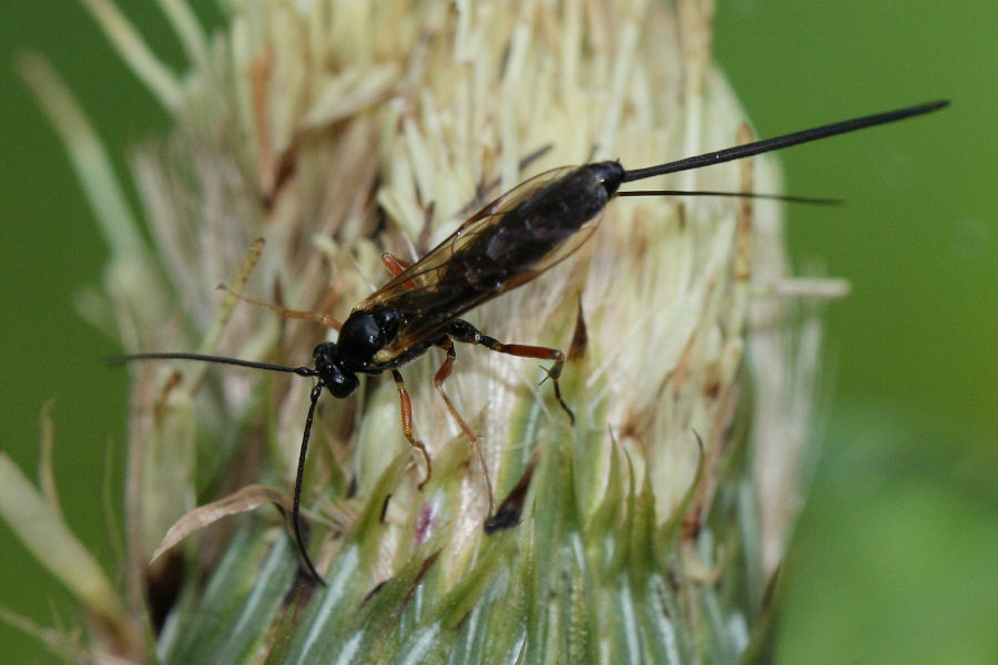 Ichneumonidae in deposizione su cardo