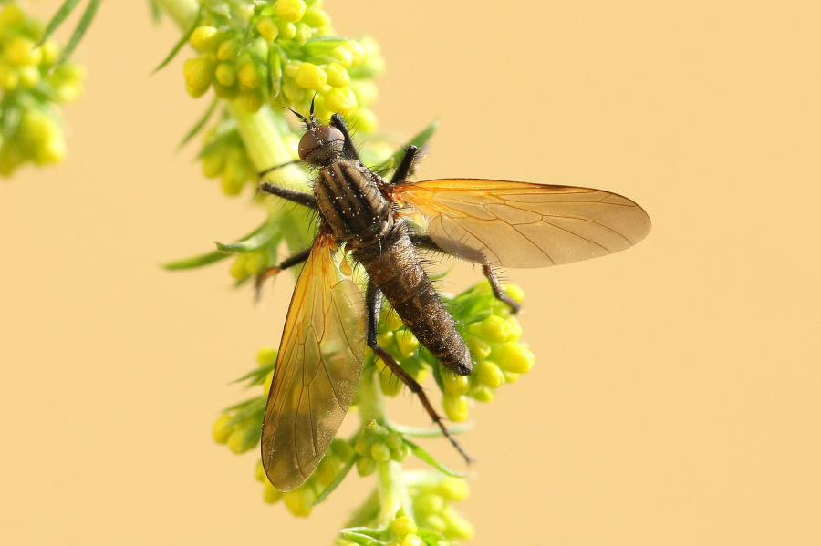 Maschio di Empis tessellata