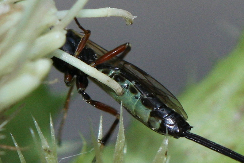 Ichneumonidae in deposizione su cardo