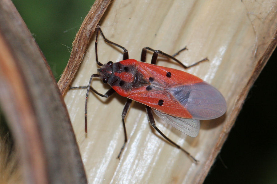 Lygaeidae: Lygaeus creticus dell''Emilia