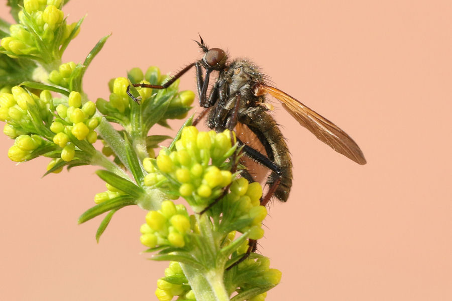 Maschio di Empis tessellata