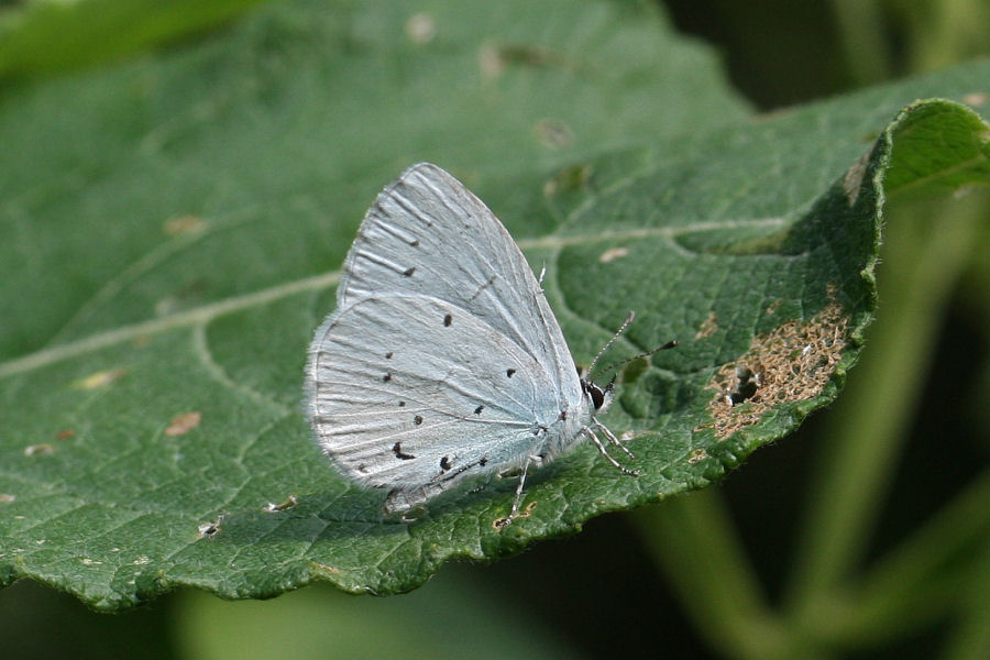 Lycaenidae: Celastrina argiolus?