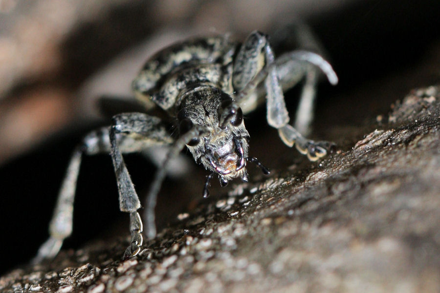 Cerambycidae: Rhagium bifasciatum?, no R. mordax