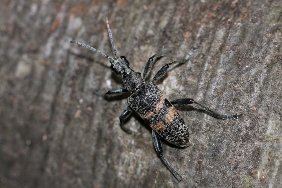 Cerambycidae: Rhagium bifasciatum?, no R. mordax
