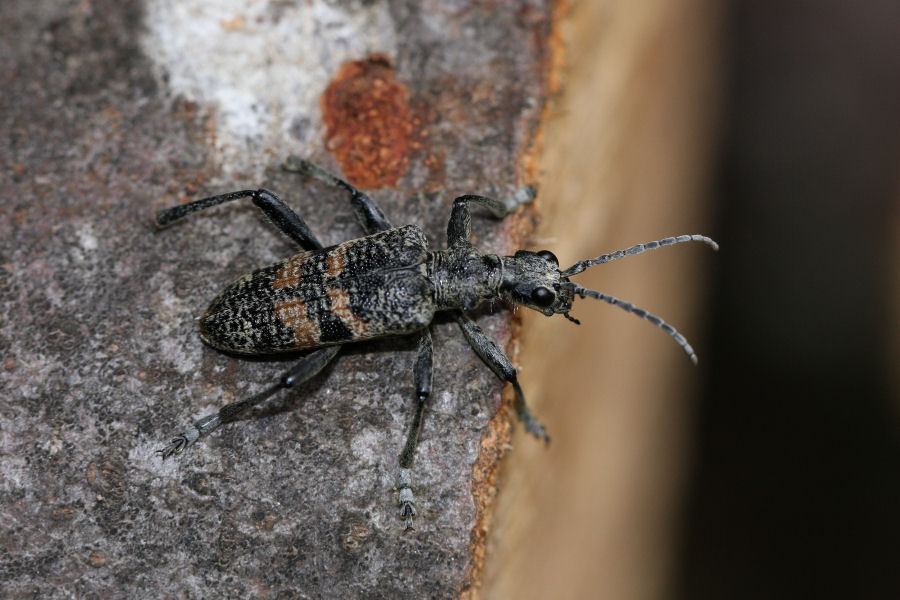 Cerambycidae: Rhagium bifasciatum?, no R. mordax