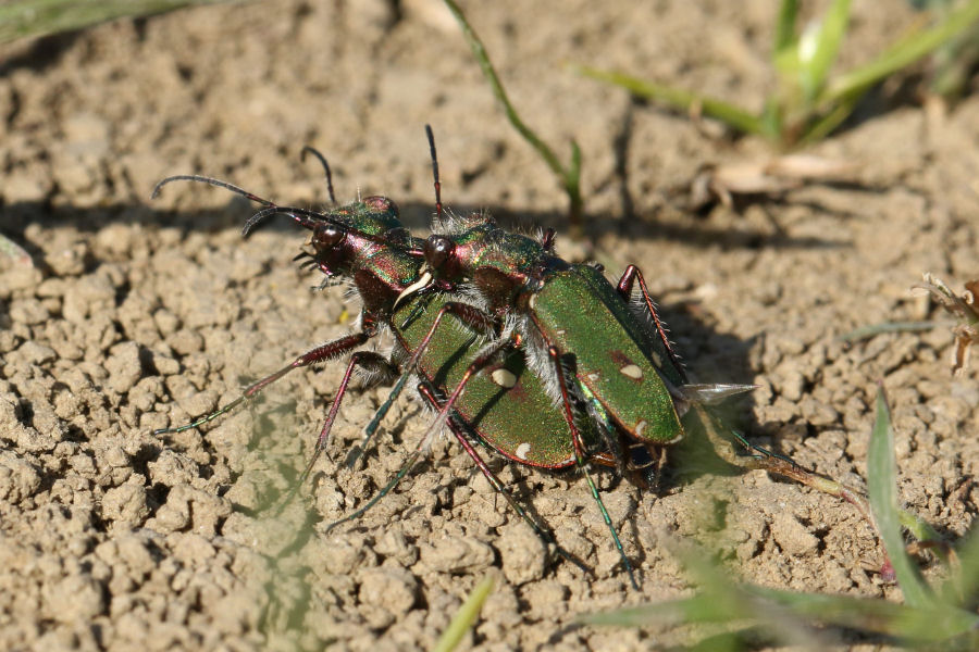 Cicindela campestris in accoppiamento